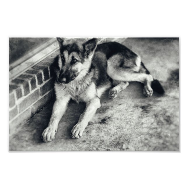 German Shepherd Breed Working Dog Retro Photo Print (Front)