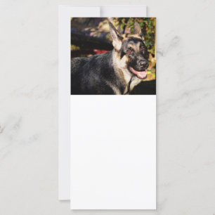 German Shepherd by Shirley Taylor