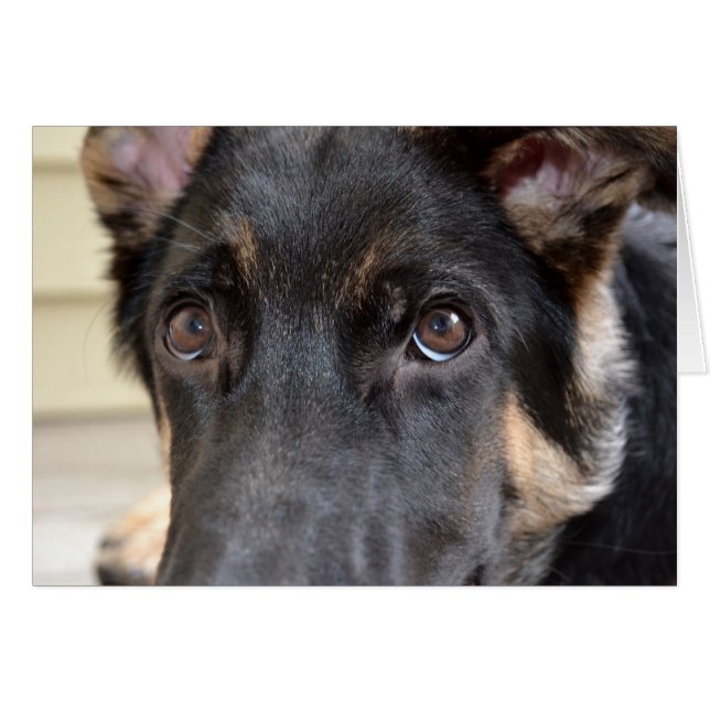 German Shepherd by Shirley Taylor (Front Horizontal)