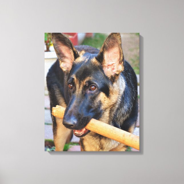 German Shepherd by Shirley Taylor Canvas Print (Front)