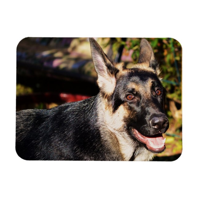 German Shepherd by Shirley Taylor Magnet (Horizontal)