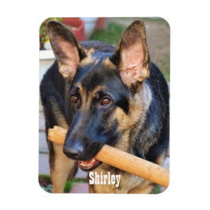 German Shepherd by Shirley Taylor Magnet