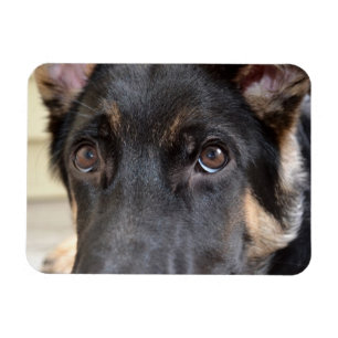 German Shepherd by Shirley Taylor Magnet