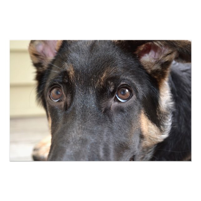 German Shepherd by Shirley Taylor Photo Print (Front)