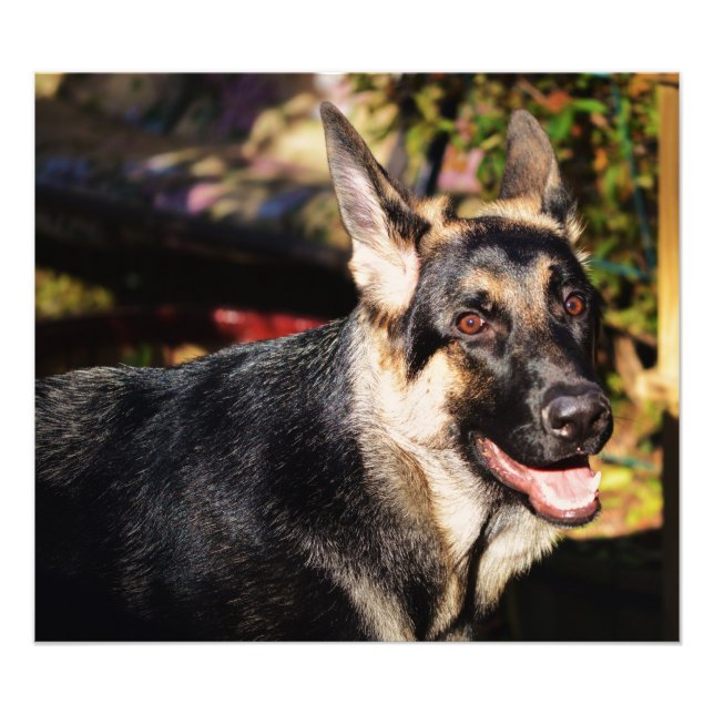 German Shepherd by Shirley Taylor Photo Print (Front)