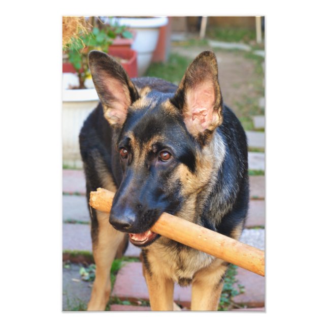 German Shepherd by Shirley Taylor Photo Print (Front)