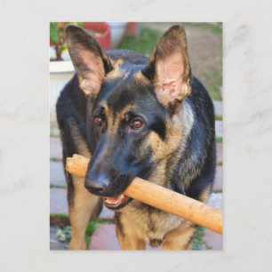 German Shepherd by Shirley Taylor Postcard