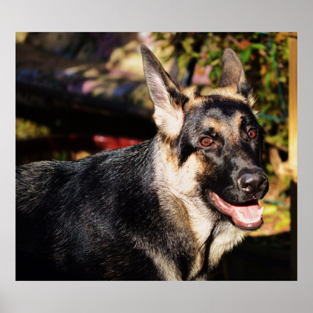 German Shepherd by Shirley Taylor Poster (Front)