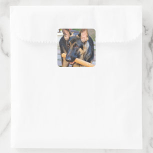 German Shepherd by Shirley Taylor Square Sticker