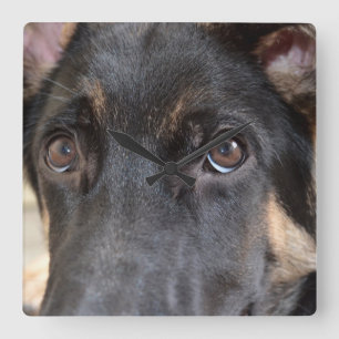 German Shepherd by Shirley Taylor Square Wall Clock