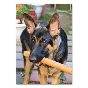 German Shepherd by Shirley Taylor Table Number