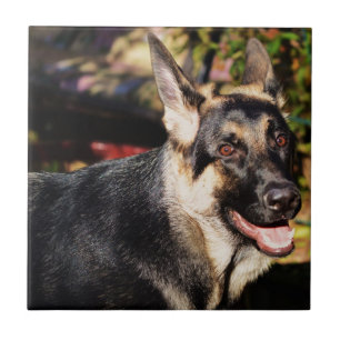 German Shepherd by Shirley Taylor Tile