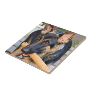 German Shepherd by Shirley Taylor Tile