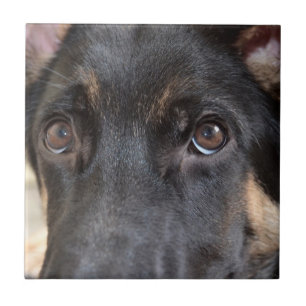 German Shepherd by Shirley Taylor Tile