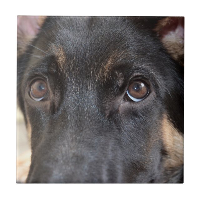 German Shepherd by Shirley Taylor Tile (Front)