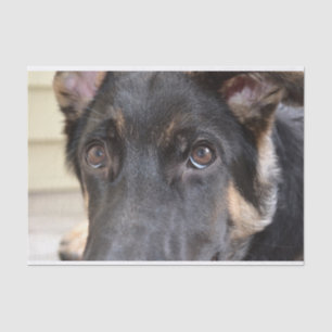 German Shepherd by Shirley Taylor Tissue Paper