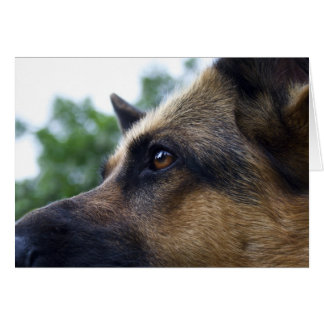 German Shepherd Card