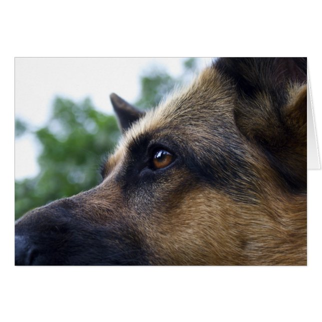 German Shepherd Card (Front Horizontal)