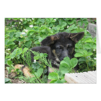 German Shepherd Card