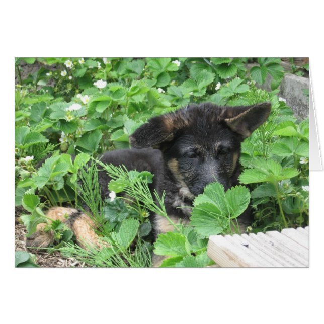 German Shepherd Card (Front Horizontal)