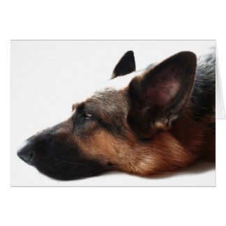 German Shepherd Card