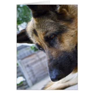 German Shepherd Card