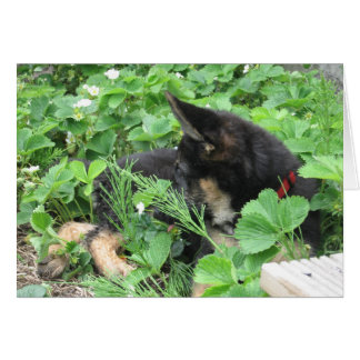 German Shepherd Card
