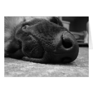 German Shepherd Card