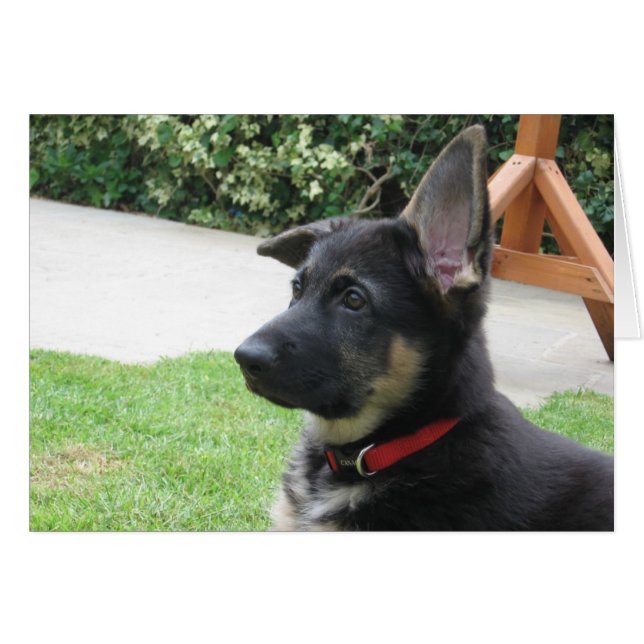 German Shepherd Card (Front Horizontal)