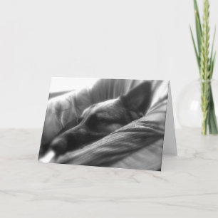 German Shepherd Card
