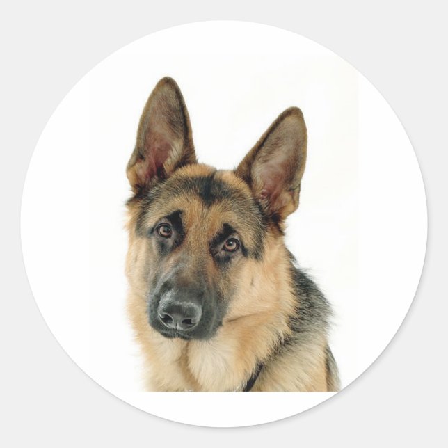 German Shepherd Classic Round Sticker (Front)