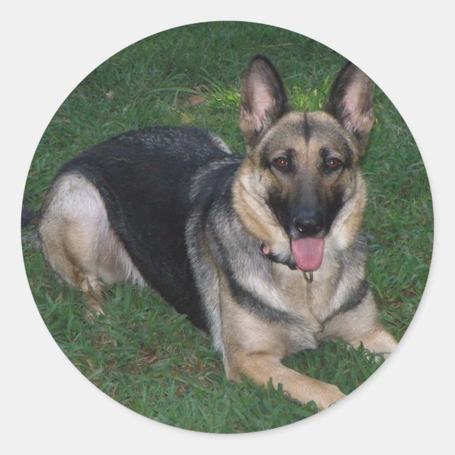 German Shepherd Classic Round Sticker (Front)