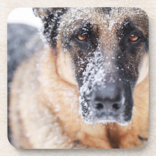 German Shepherd Closeup Covered In Snow Coaster