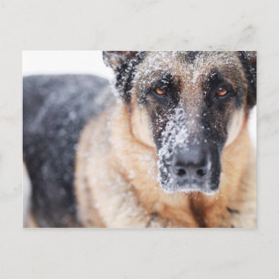 German Shepherd Closeup Covered In Snow Postcard