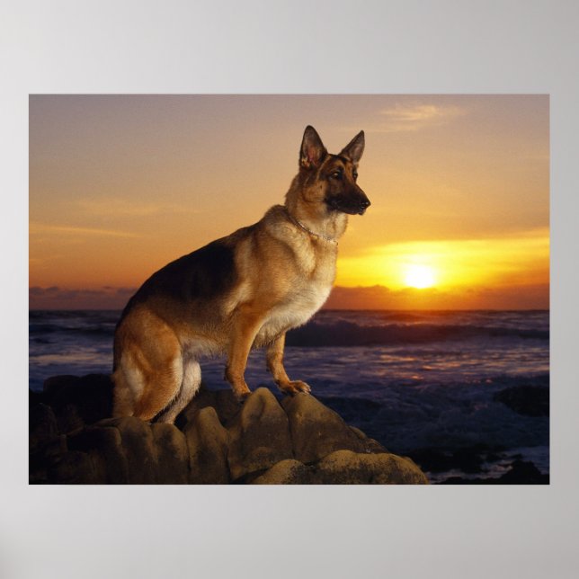 German Shepherd dog, Alsatian, at sunset Poster (Front)