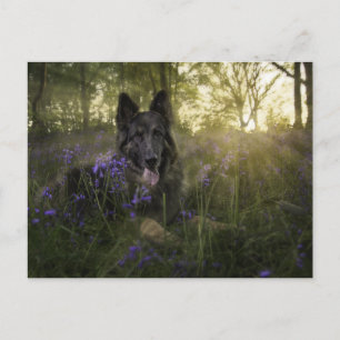 German shepherd dog at sprintime postcard