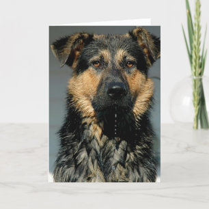 German Shepherd Dog Greeting Card