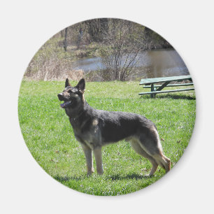 German Shepherd dog Magnet