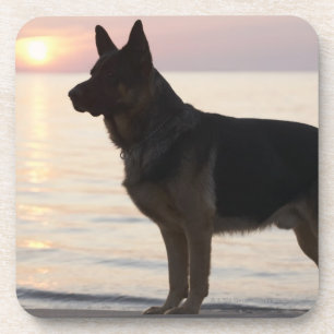 German Shepherd dog on Georgian Bay, Ontario, Coaster