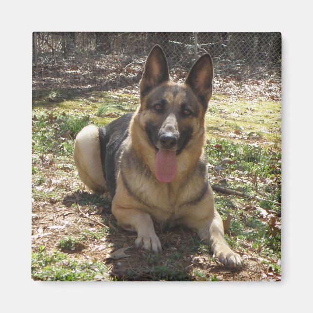 German Shepherd Dog Picture Magnet (Front)