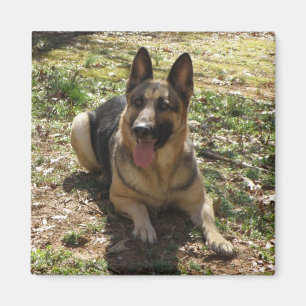German Shepherd Dog Picture Magnet