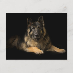 German Shepherd dog Postcard