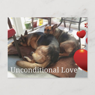 German Shepherd Dog Postcard