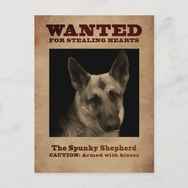 German Shepherd Dog Postcard (Front)