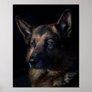 German shepherd dog poster