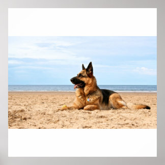German Shepherd Dog Poster