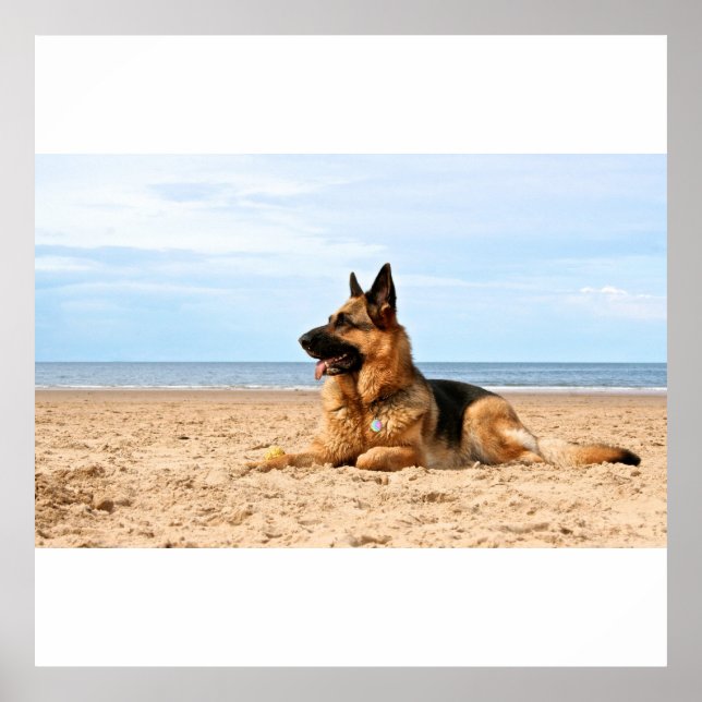 German Shepherd Dog Poster (Front)