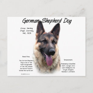 German Shepherd Dog (sable) History Design Postcard