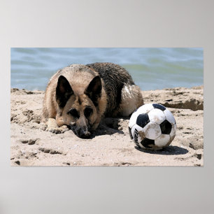 German Shepherd Dog With Soccer Ball Poster Print