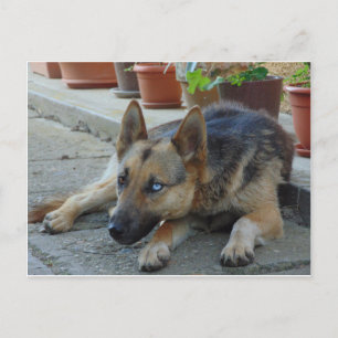 German Shepherd Dog With Two Eye Colours Postcard